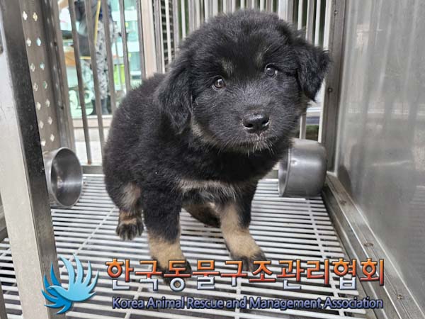 보호중 믹스견의 가…